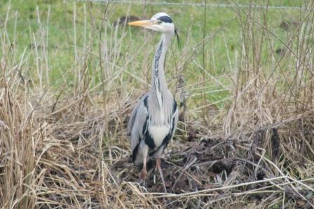 This Heron is a daily visitor to Willow Springs